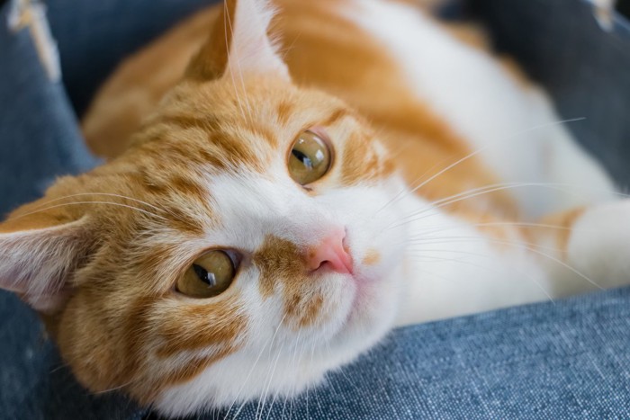 ダンボールの箱で遊ぶ茶白ねこ