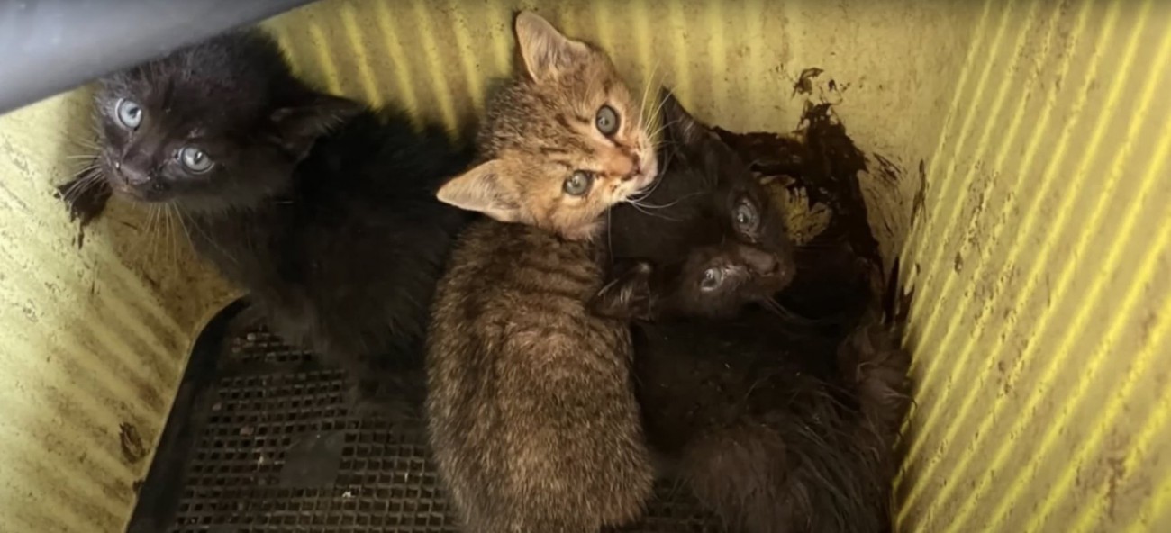 箱に入った3匹の子猫