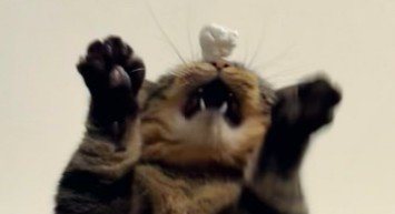 白いものに飛びつこうとする猫
