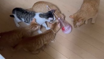 おもちゃを嗅ぐ猫たち