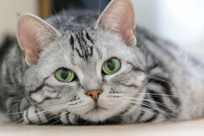 リラックスする猫 