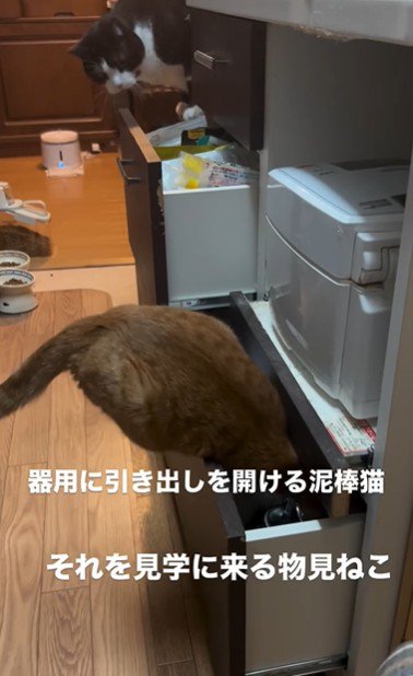 引き出しを開けている猫とそれを見ている猫