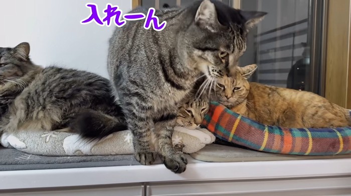 くつろいでいる猫の上に立っている猫