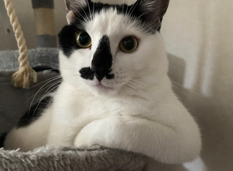 成長したダイフクくん