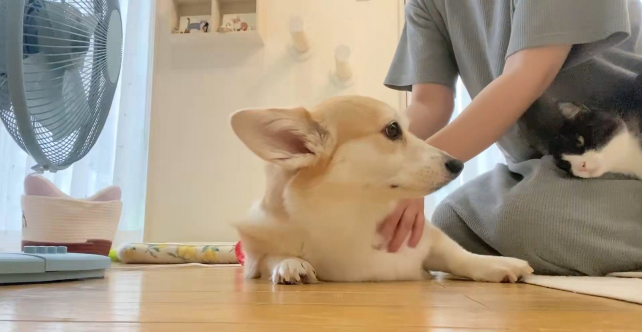なでられる犬と顔を出す猫