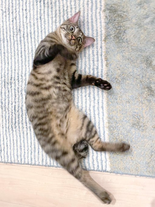 床暖房の上で仰向けに寝っ転がるキジトラ猫