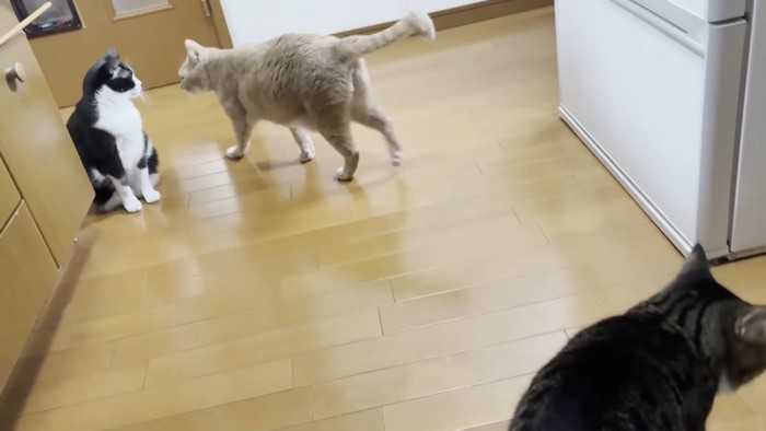 3匹の猫さん