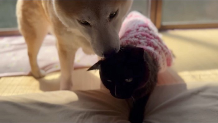 黒猫に顔を近づける犬
