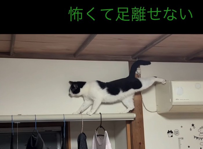 カーテンレールを渡ろうとする猫