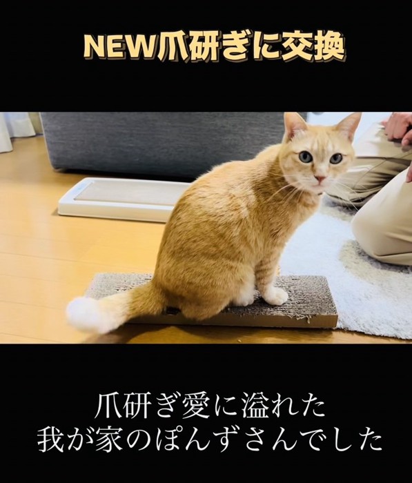 古い爪研ぎの上に座る茶トラ猫