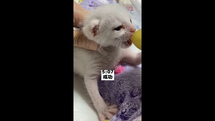 成功(四つん這い)