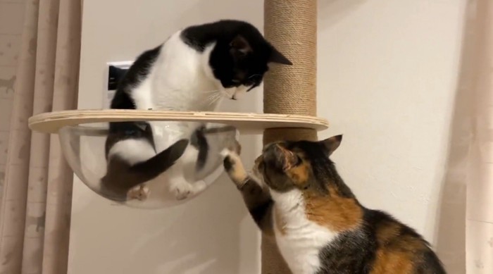 黒白猫の入ったボウルを掻く猫