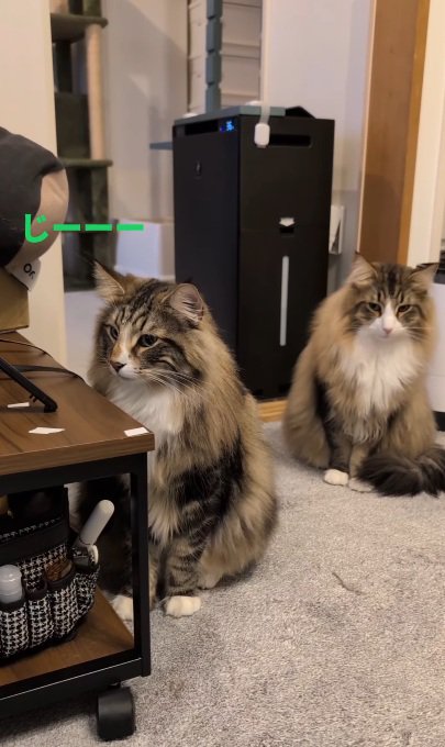 子猫をみつめる先住猫達