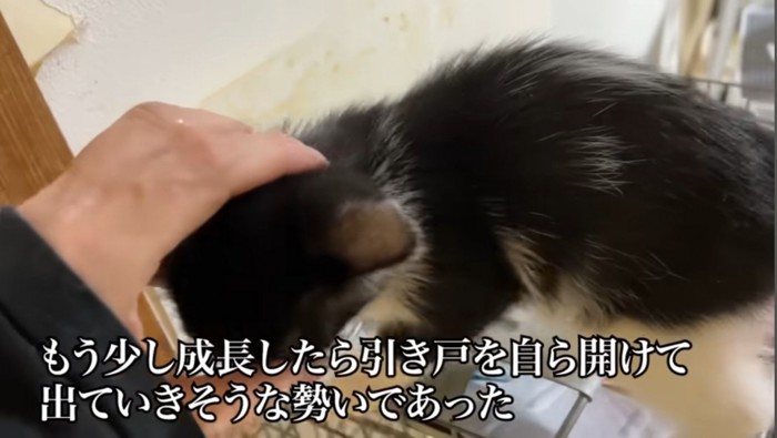 なでられている猫