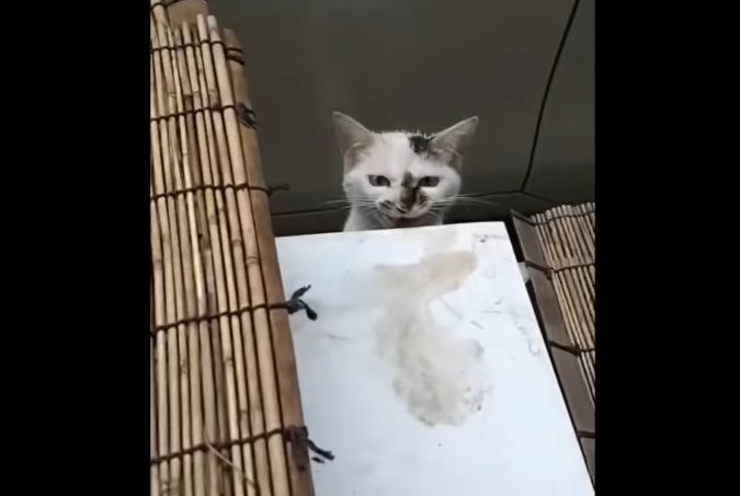 顔だけ出す猫