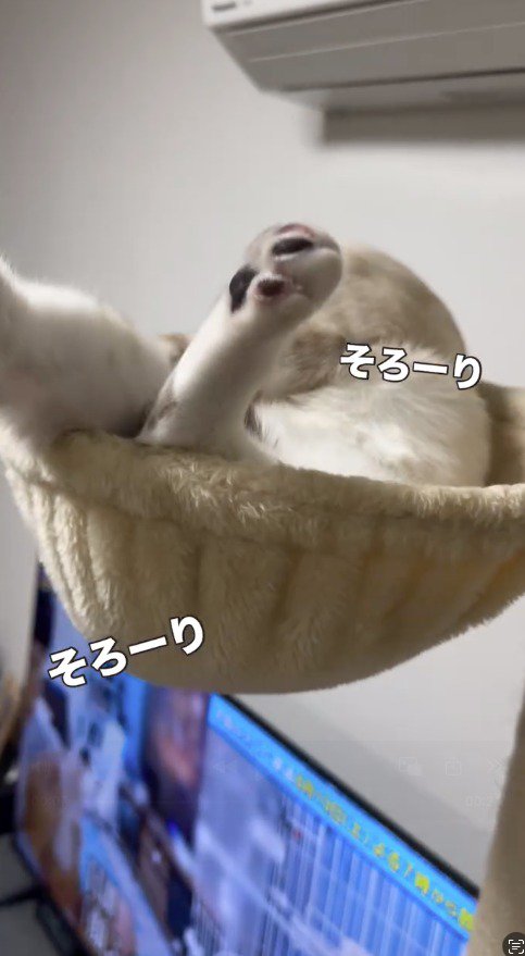 足を広げてキャットタワーでくつろぐ猫