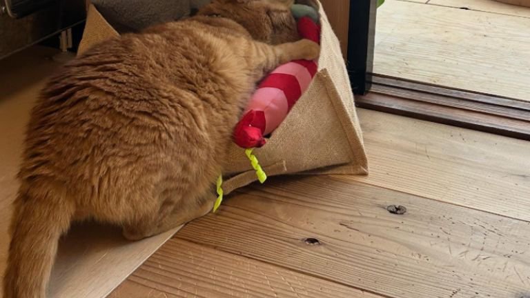 おもちゃで遊ぶ猫