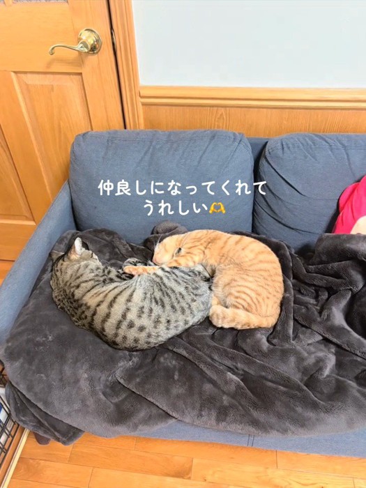 くっついて寝ている2匹の猫