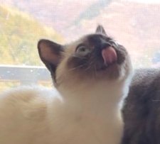 上を向いて舌を出す猫