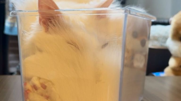 ケースの中に入っている猫