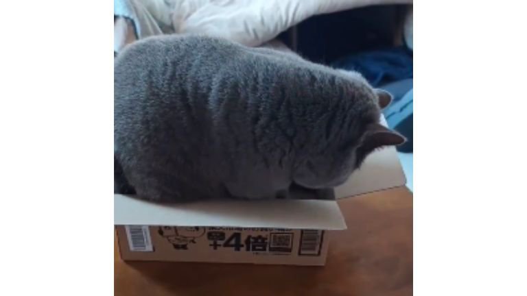 ダンボール箱に入ろうとする猫