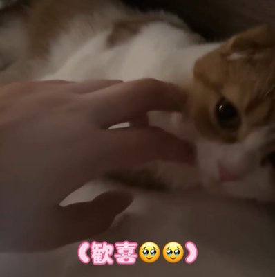 横になっている猫を触る手(歓喜)