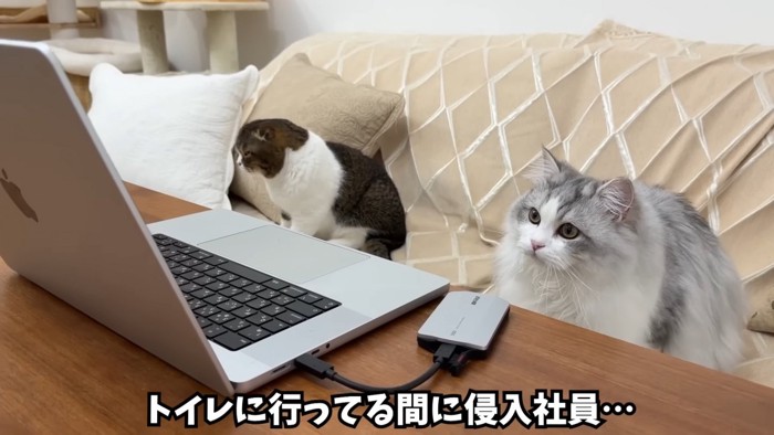 パソコンを見ている長毛の猫