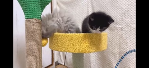 再び遊ぶ3匹の猫