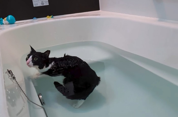 入浴する猫3