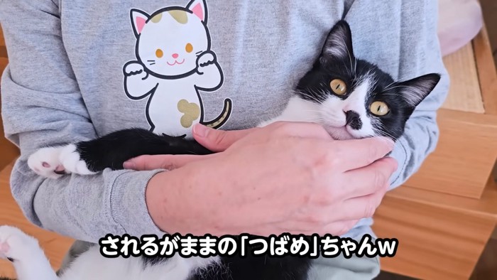 抱っこされる子猫