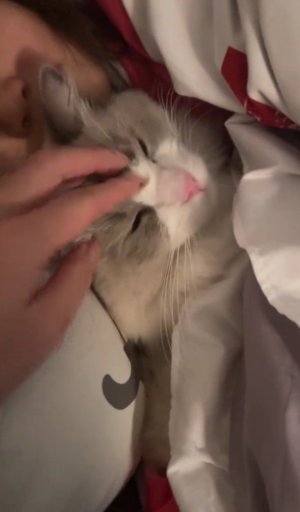 なでられるねこ