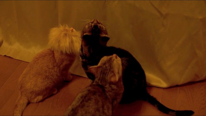 他の猫と一緒におもちゃを見つめる茶トラ猫