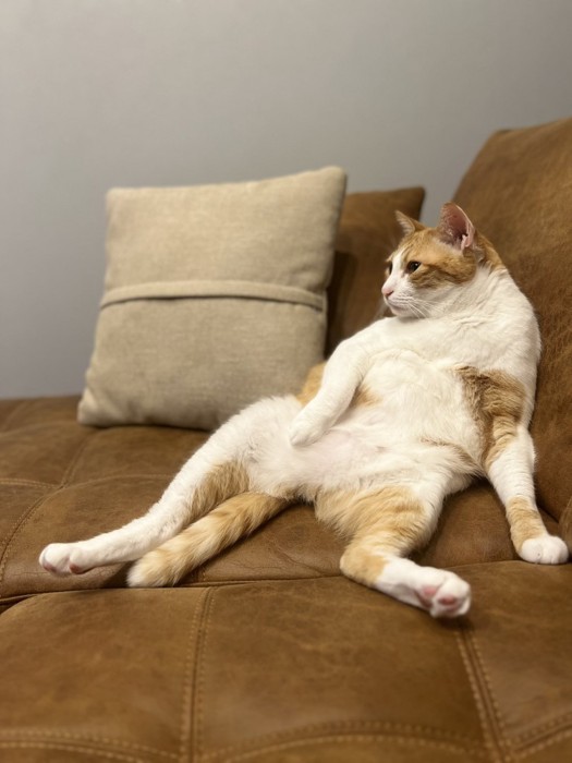 ソファに座るぽーくん