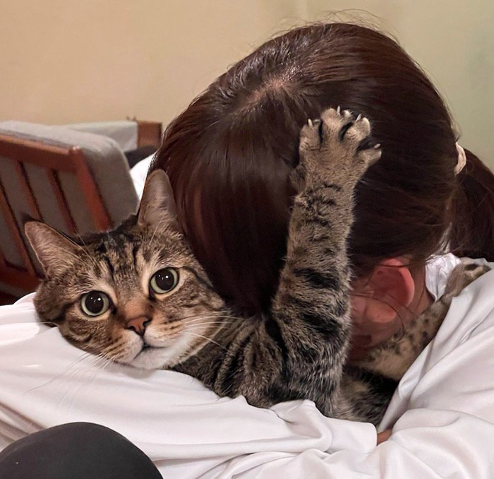 腹に顔を当てられて固まる猫