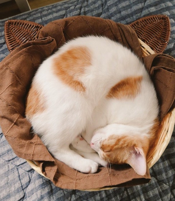 カゴの中で丸まって眠る子猫