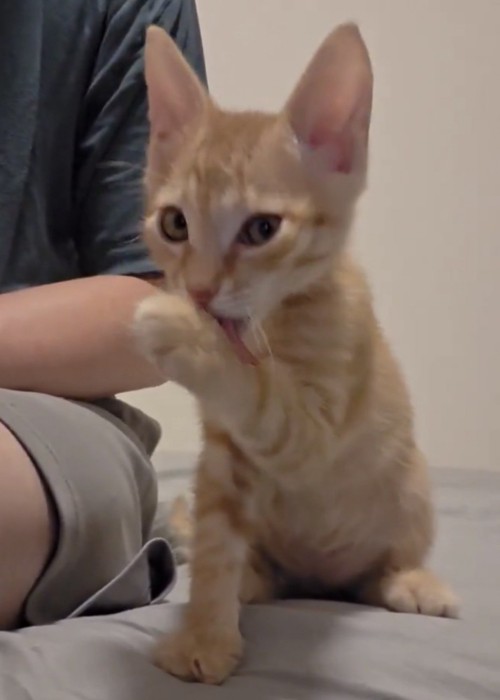 毛づくろいを始める茶トラの子猫