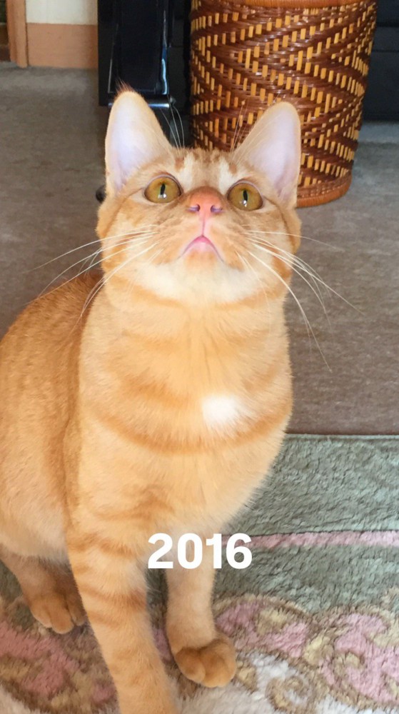 飼い主を見上げる黄色い瞳の猫