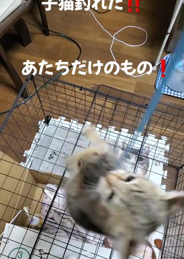 クルクル回る小町ちゃん