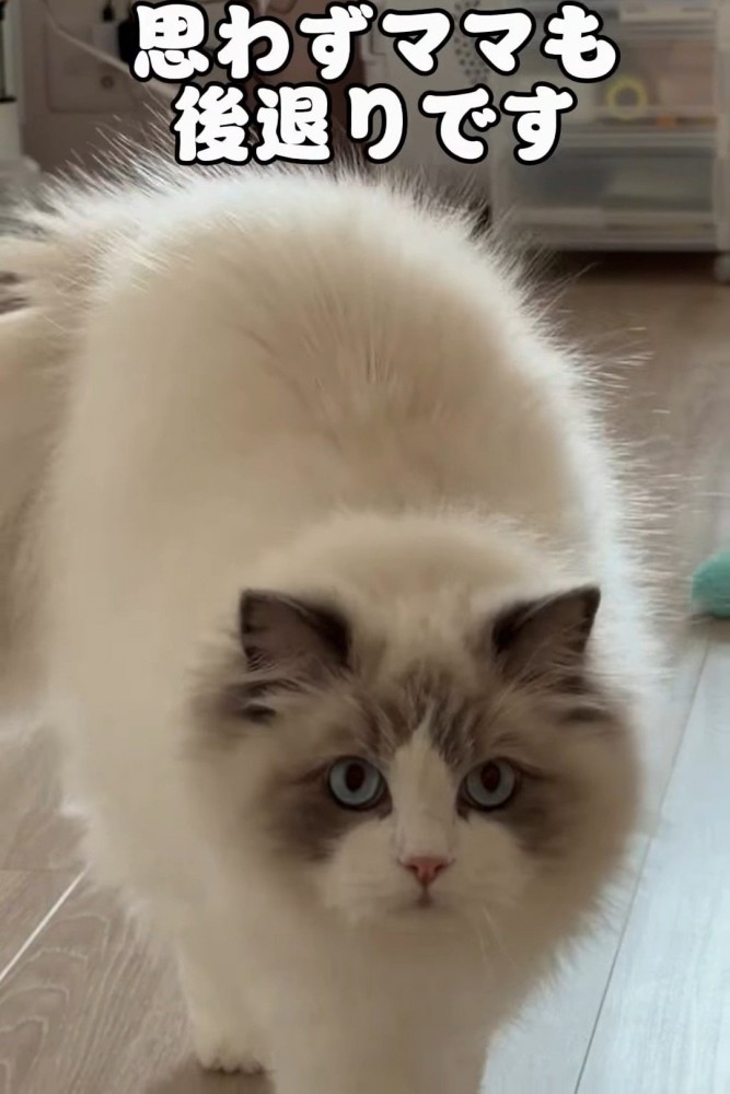 カメラに近づく猫