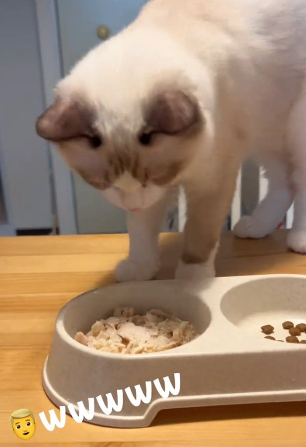 ささみを見つめるシェルちゃん