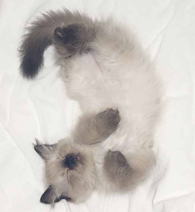 仰向けで眠る福くん