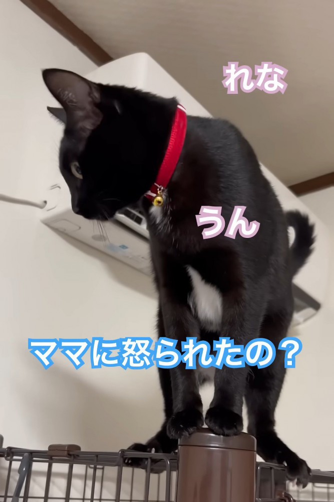 下を向く猫