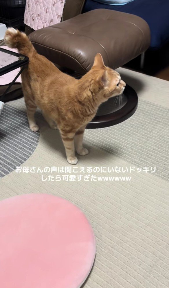 キョロキョロしている猫