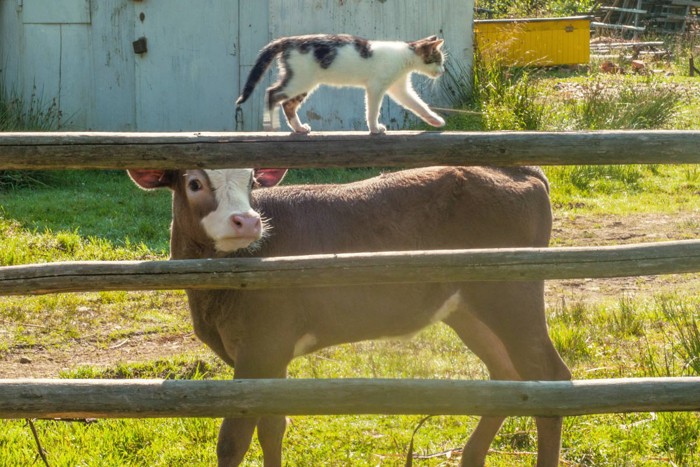 農場で牛のそばを歩く猫