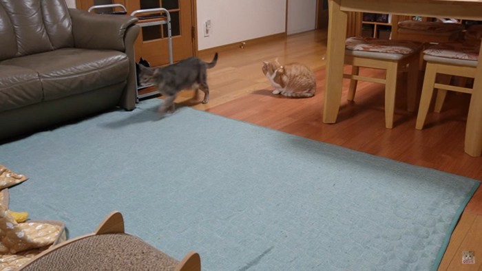 リビングにいる2匹の猫