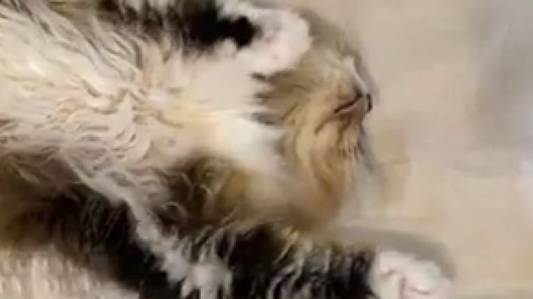 ヘソ天している猫