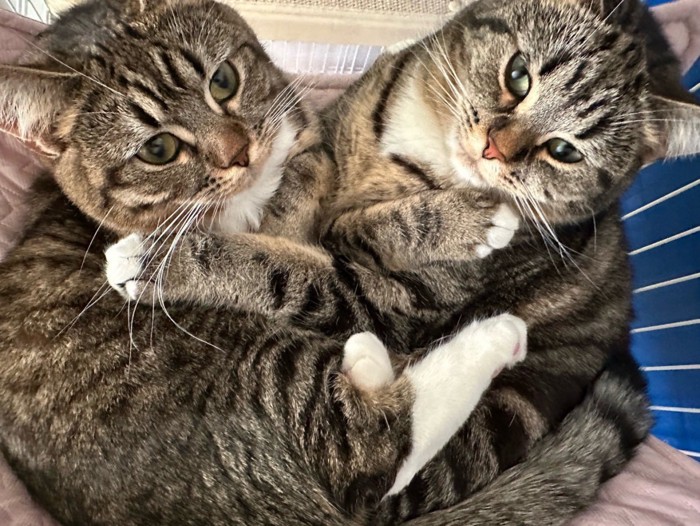 抱き合って座る2匹の猫