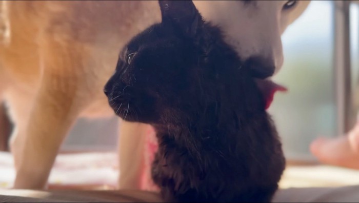 黒猫を舐める犬