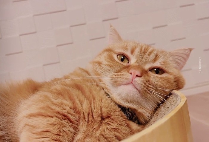 爪とぎの上でくつろぐミックス猫