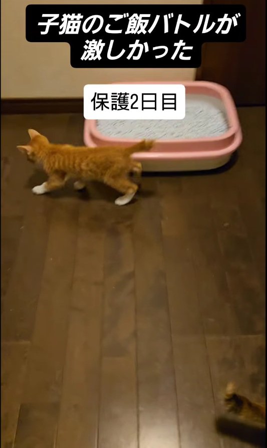 トイレ付近を歩く子猫